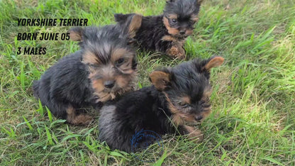 YORKSHIRE TERRIER (06/05) MALE