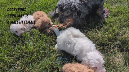 COCKAPOO (MAY 13) MALES