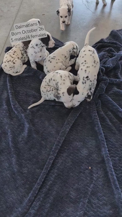 DALMATIAN (OCT 26) MALES