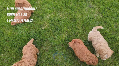 MINI GOLDENDOODLE (03/28) MALE