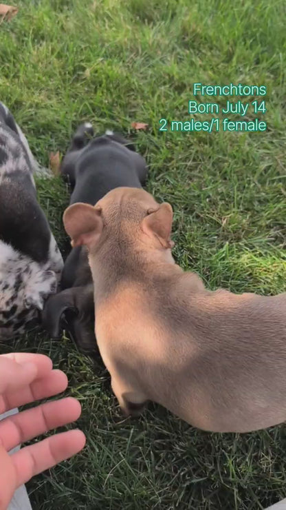 FRENCHTON (JUL 14) 2 MALES/1 FEMALE