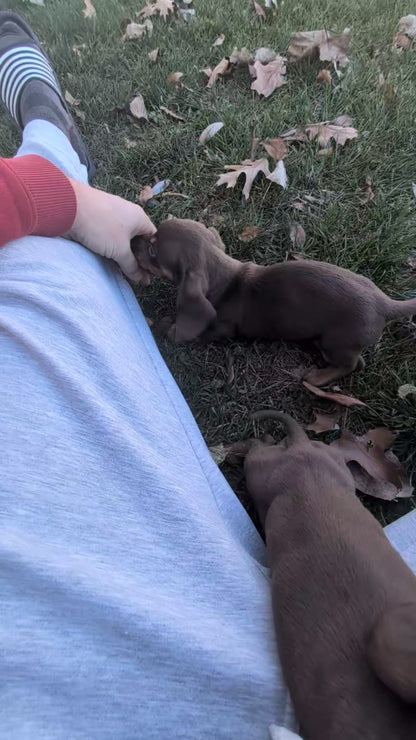 MINI DACHSHUND (09/22) MALE