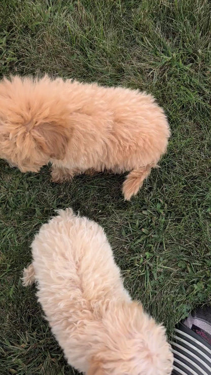 MINI POODLE (JUN 21) 4 MALES