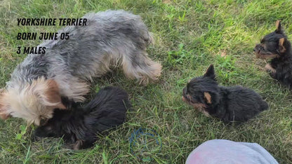 YORKSHIRE TERRIER (06/05) MALE