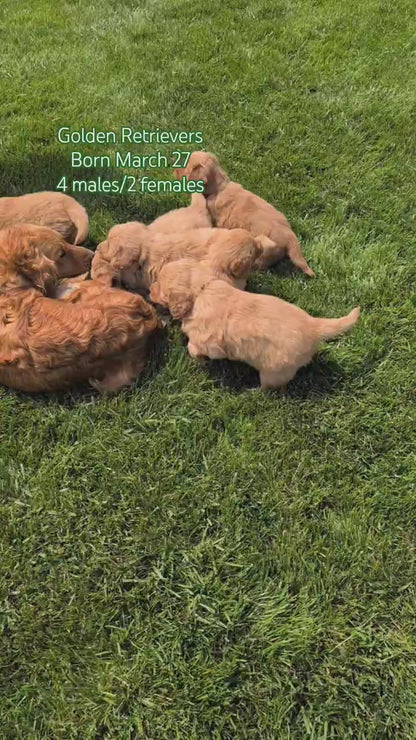 GOLDEN RETRIEVER (MAR 27) MALES