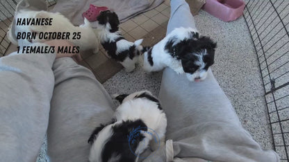 HAVANESE (OCT 25) MALES