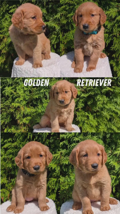 GOLDEN RETRIEVER (07/16) FEMALE
