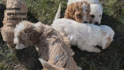 CAVAPOO (OCT 02) FEMALE