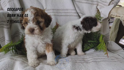 COCKAPOO (03/03) FEMALE