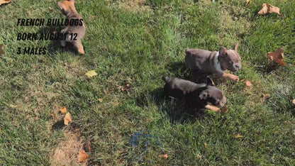 FRENCH BULLDOG (08/12) MALE