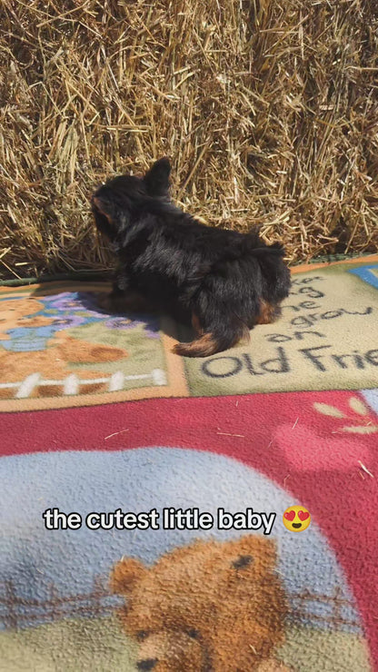 YORKSHIRE TERRIER (02/20) MALE