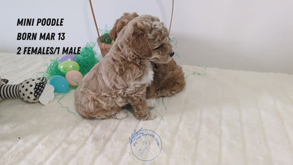 MINI POODLE (03/13) FEMALE