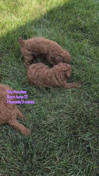 TOY POODLE (JUN 17) MALES