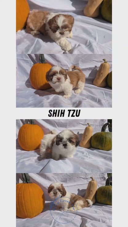 SHIH TZU (07/18) MALE