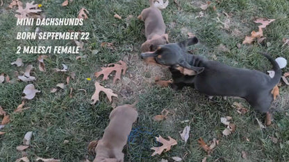 MINI DACHSHUND (09/22) MALE