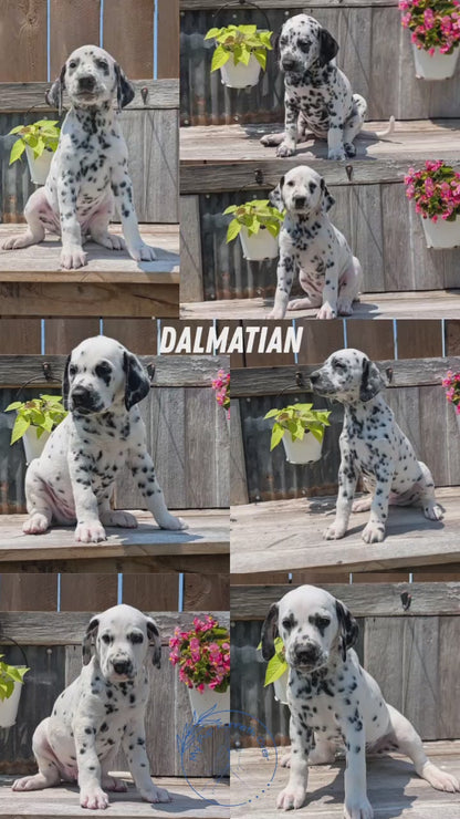 DALMATIAN (06/09) MALE