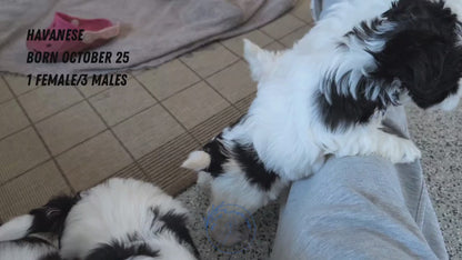 HAVANESE (OCT 25) MALES