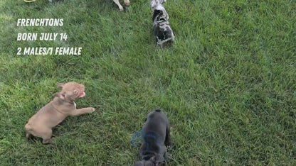 FRENCHTON (JUL 14) 2 MALES/1 FEMALE