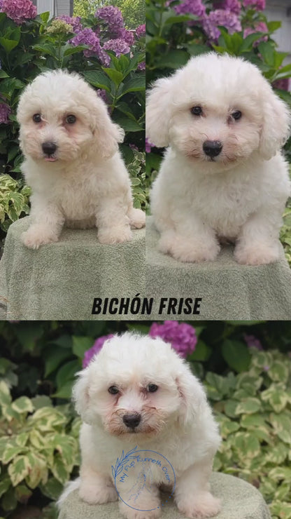 BICHON FRISE (06/19) FEMALE