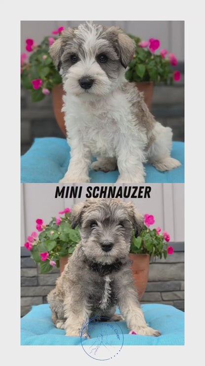 MINI SCHNAUZER (07/10) MALE