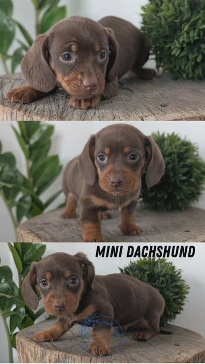 MINI DACHSHUND (09/22) MALE