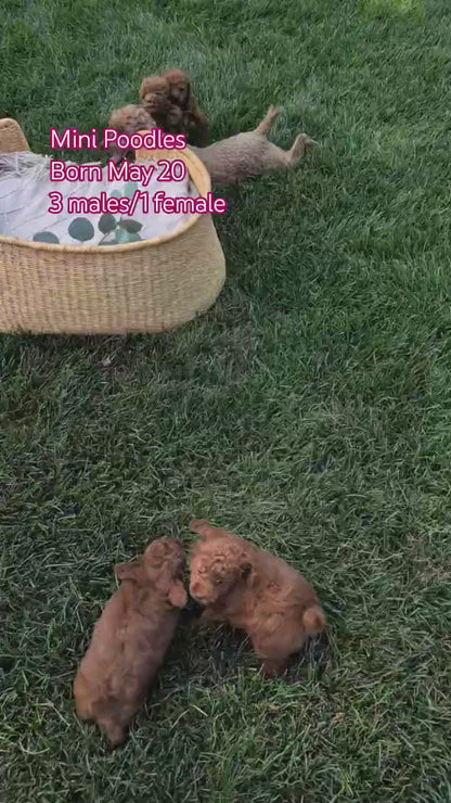 MINI POODLE (MAY 20) FEMALE