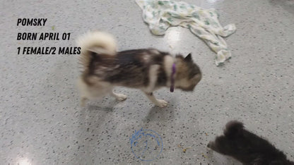 POMSKY (04/01) FEMALE