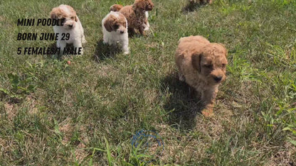 MINI POODLE (06/29) FEMALE