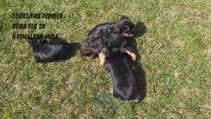 YORKSHIRE TERRIER (02/28) MALE