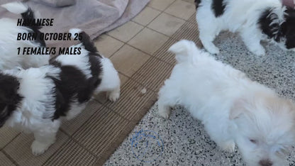 HAVANESE (OCT 25) MALES