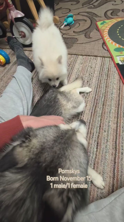 POMSKY (NOV 15) MALE
