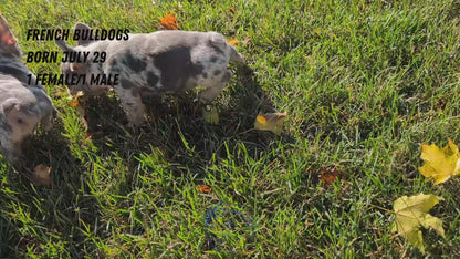FRENCH BULLDOG (07/29) MALE