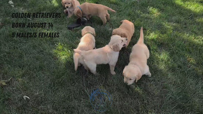 GOLDEN RETRIEVER (08/14) MALE