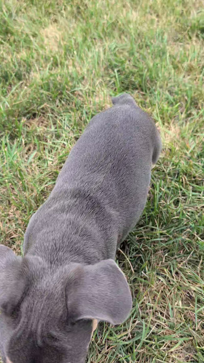 FRENCH BULLDOG (05/23) MALE
