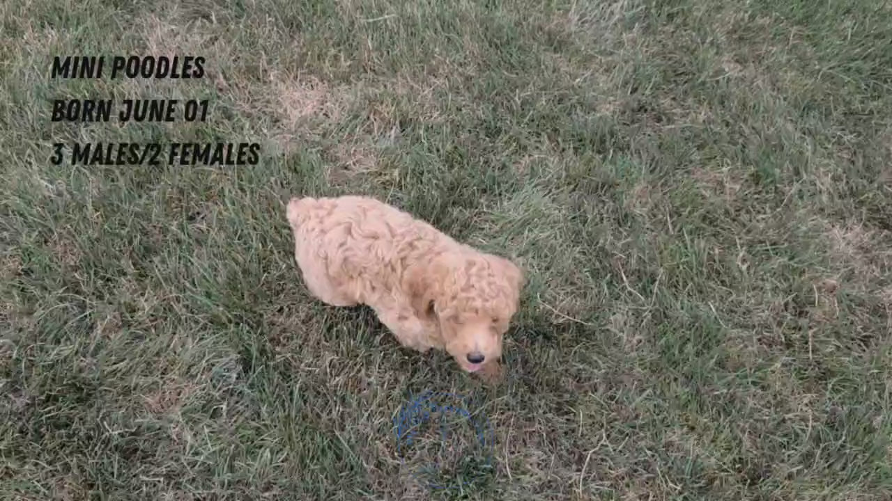 Load video: 
