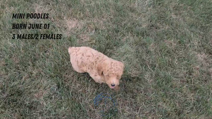 MINI POODLE (JUN 01) FEMALES