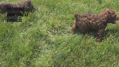 TOY POODLE (06/23) FEMALE