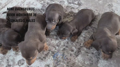 MINI DACHSHUND (NOV 16) MALES