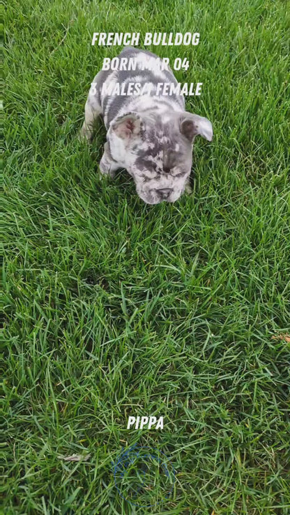 FRENCH BULLDOG (03/04) MALE