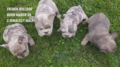 FRENCH BULLDOG (03/04) MALE