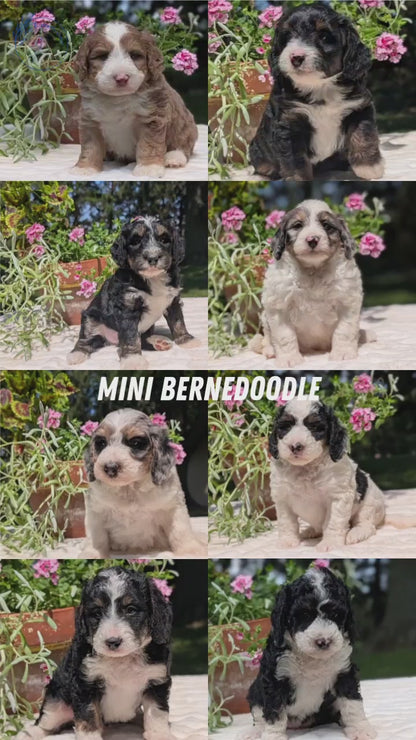 MINI BERNEDOODLE (06/11) MALE