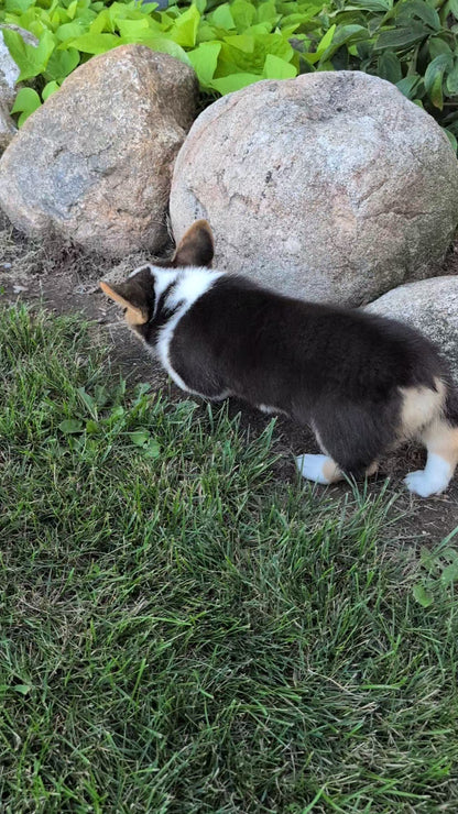 CORGI (JUN 08) FEMALES