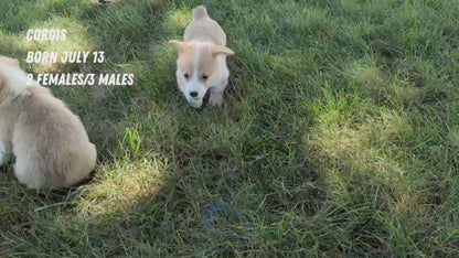 CORGI (JUL 13) 2 FEMALES/3 MALES