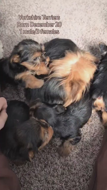YORKSHIRE TERRIER (DEC 20) FEMALES