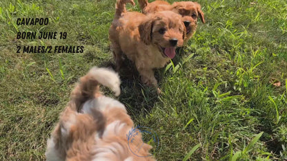 CAVAPOO (06/19) MALE