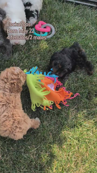 COCKAPOO (MAY 22) FEMALES
