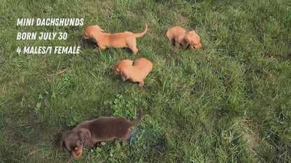 MINI DACHSHUND (JUL 30) 4 MALES/1 FEMALE