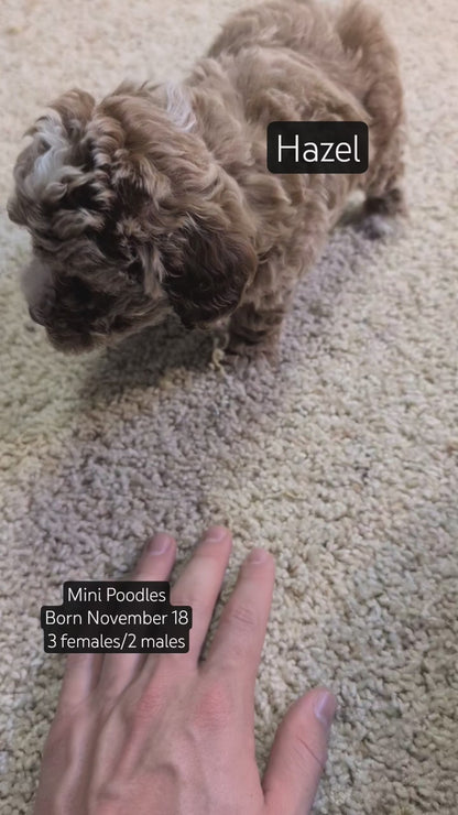 MINI POODLE (NOV 18) MALES