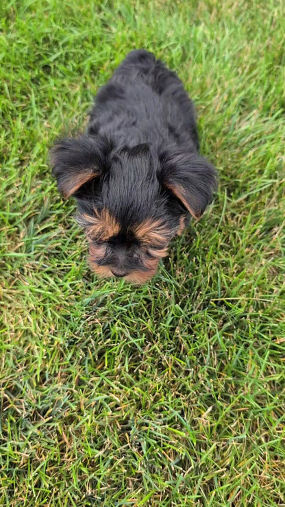 YORKSHIRE TERRIER (JUN 05) MALE