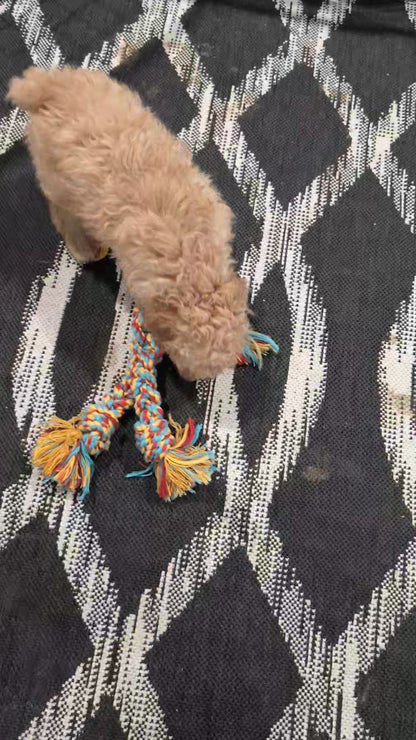 MINI POODLE (DEC 04) MALES